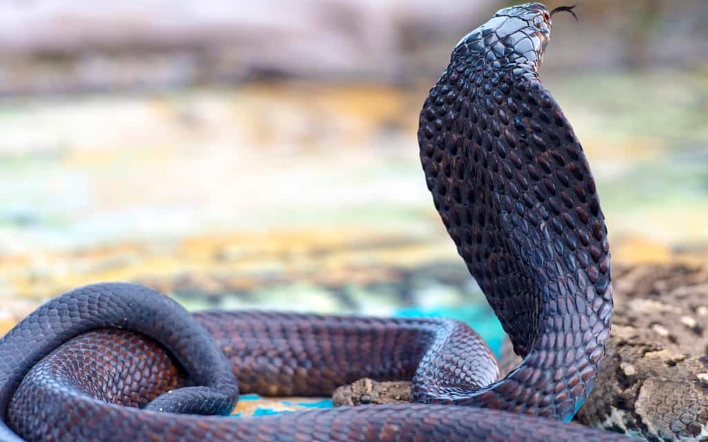 King Cobra