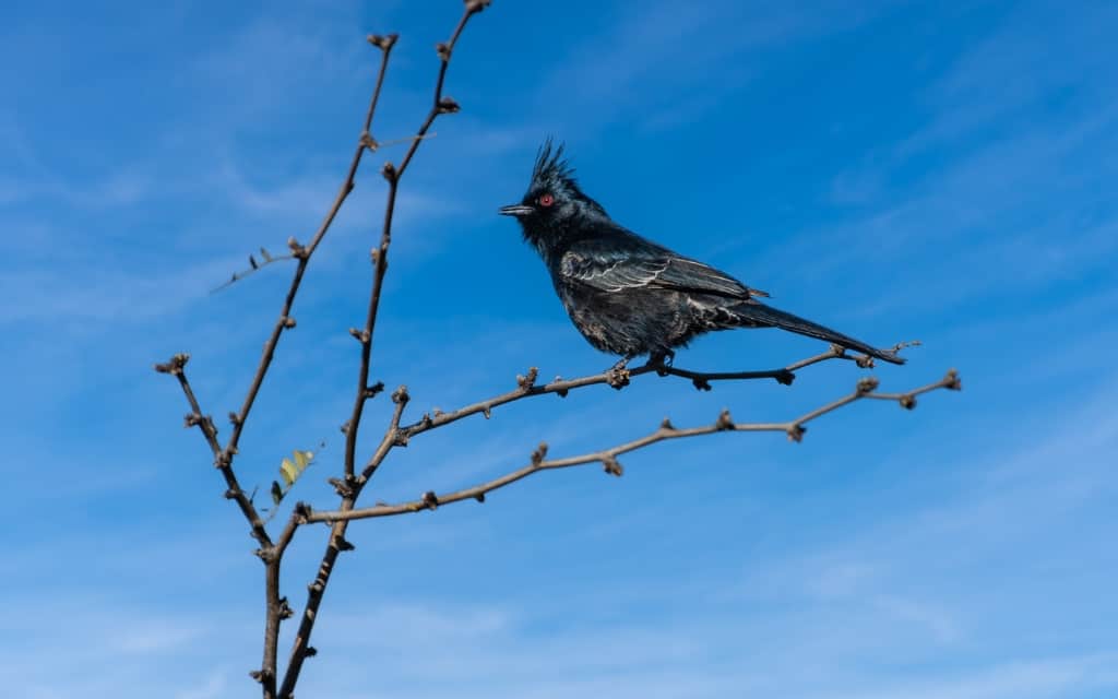 Phainopepla