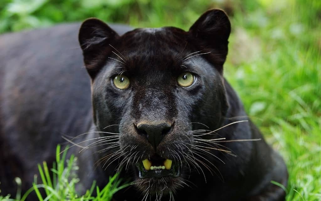 A black panther