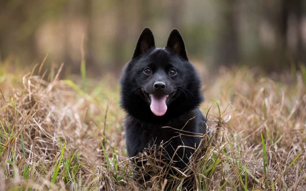 Schipperke