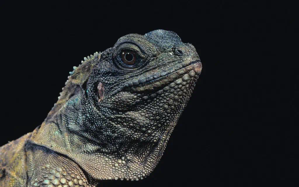 Sulawesi Black Sailfin Lizard