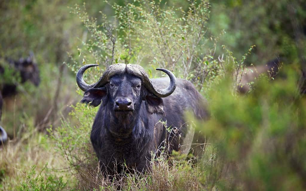 Water Buffalo