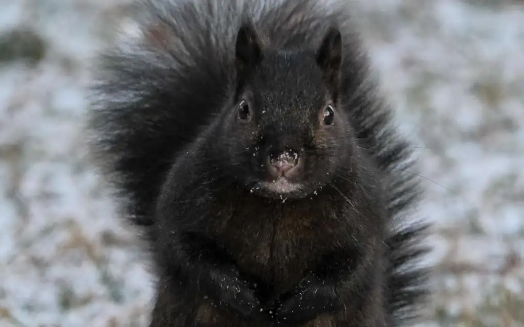 Black squirrel