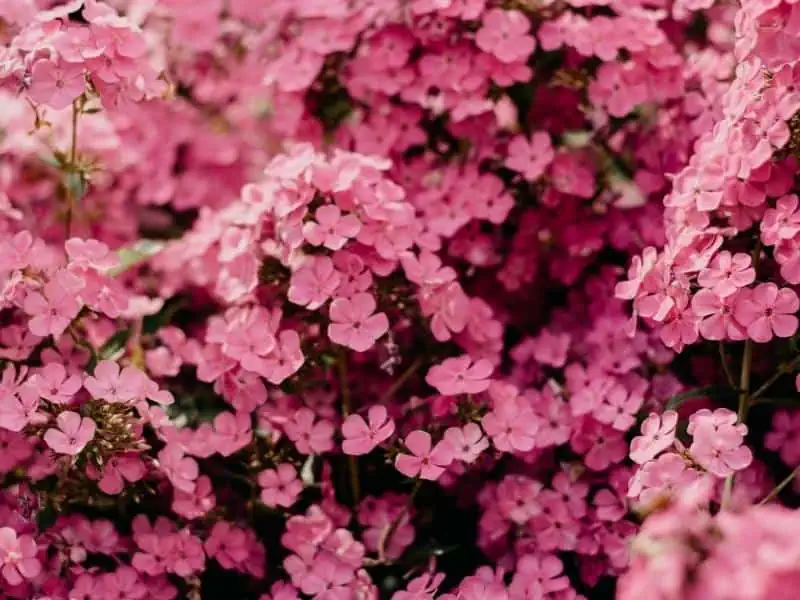 Pink flowers